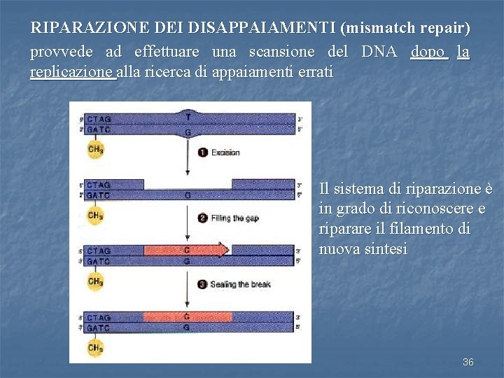 RIPARAZIONE DEI DISAPPAIAMENTI (mismatch repair) provvede ad effettuare una scansione del DNA dopo la