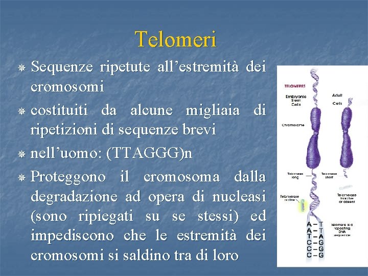 Telomeri Sequenze ripetute all’estremità dei cromosomi ¯ costituiti da alcune migliaia di ripetizioni di