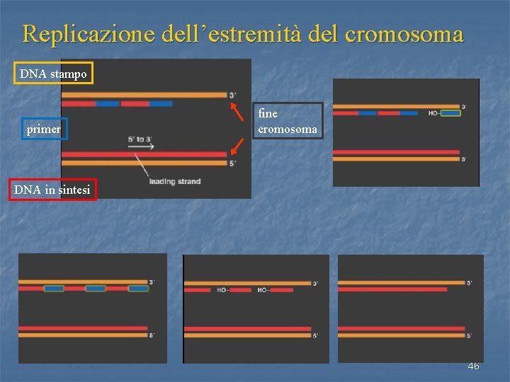 Replicazione dell’estremità del cromosoma DNA stampo primer fine cromosoma DNA in sintesi 46 