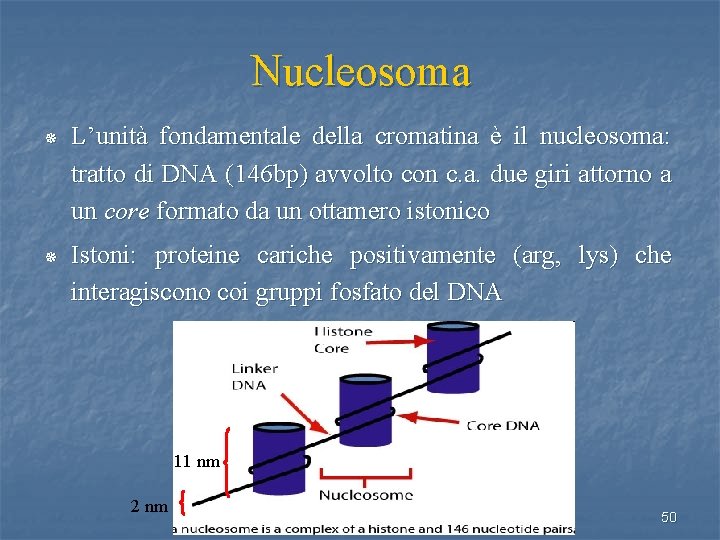 Nucleosoma ¯ L’unità fondamentale della cromatina è il nucleosoma: tratto di DNA (146 bp)