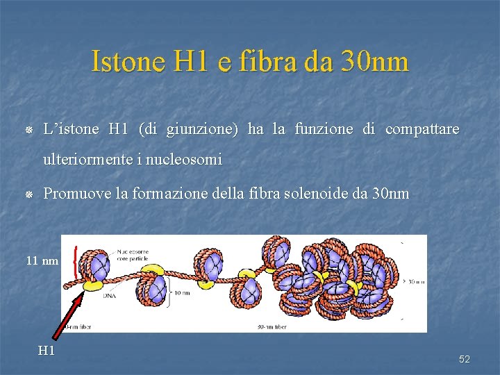 Istone H 1 e fibra da 30 nm ¯ L’istone H 1 (di giunzione)