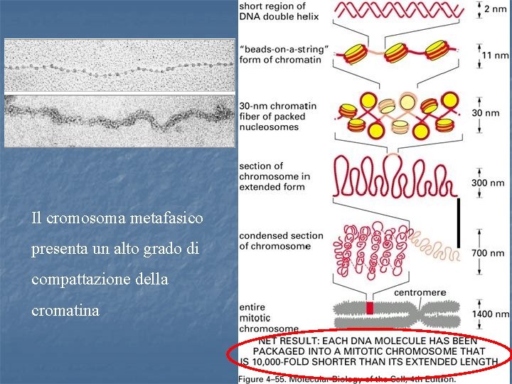 Il cromosoma metafasico presenta un alto grado di compattazione della cromatina 53 