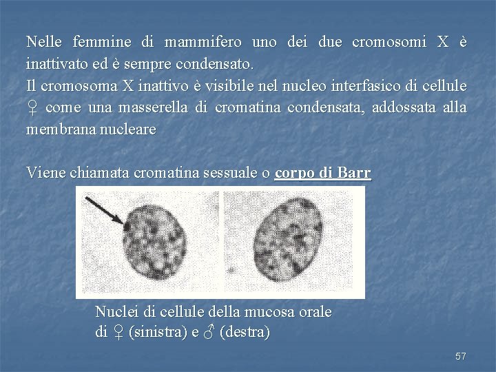 Nelle femmine di mammifero uno dei due cromosomi X è inattivato ed è sempre
