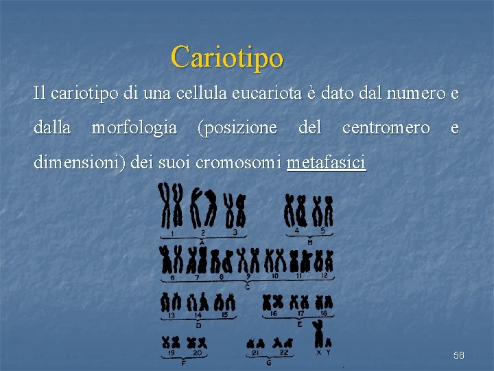 Cariotipo Il cariotipo di una cellula eucariota è dato dal numero e dalla morfologia