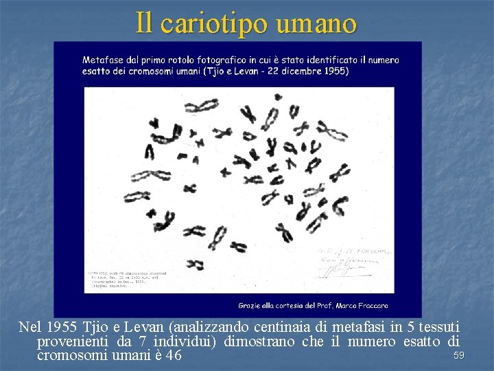 Il cariotipo umano Nel 1955 Tjio e Levan (analizzando centinaia di metafasi in 5