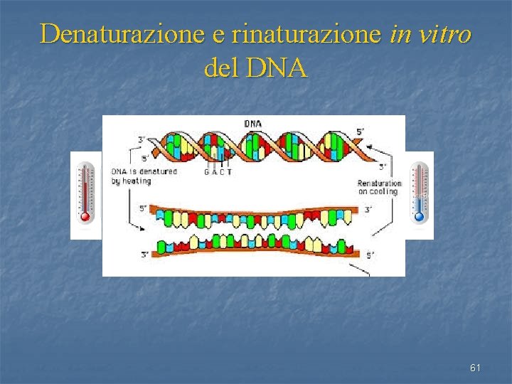 Denaturazione e rinaturazione in vitro del DNA 61 