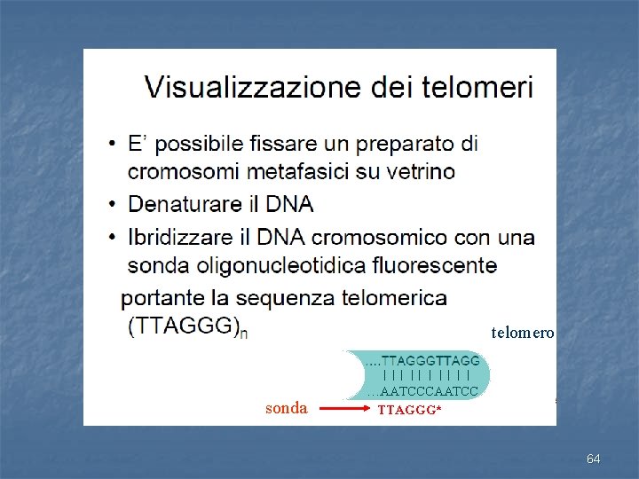 telomero sonda …AATCCCAATCC TTAGGG* 64 