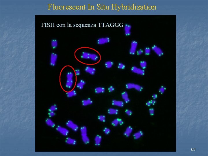 Fluorescent In Situ Hybridization 65 