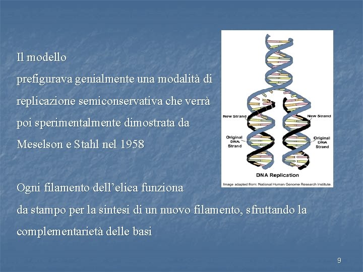 Il modello prefigurava genialmente una modalità di replicazione semiconservativa che verrà poi sperimentalmente dimostrata