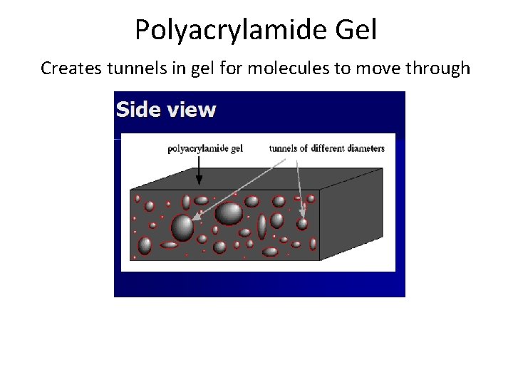 Polyacrylamide Gel P Creates tunnels in gel for molecules to move through 