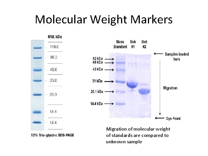 Molecular Weight Markers Migration of molecular weight of standards are compared to unknown samplewt
