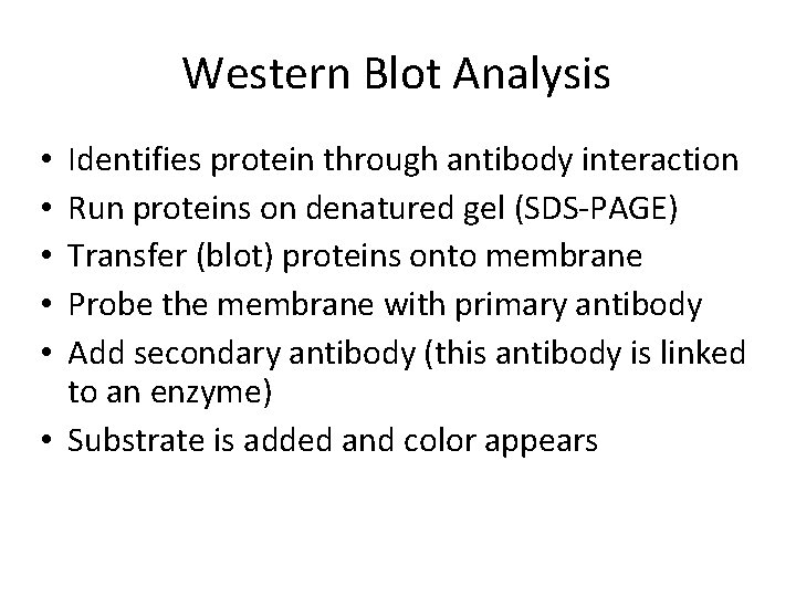 Western Blot Analysis Identifies protein through antibody interaction Run proteins on denatured gel (SDS-PAGE)