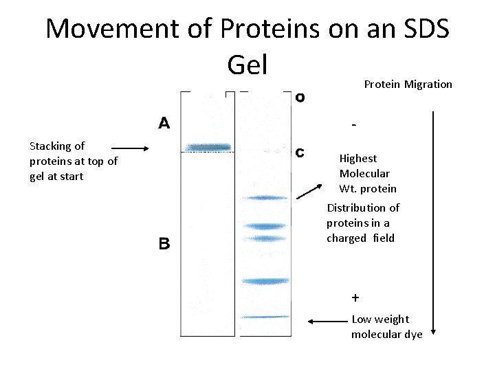 Movement of Proteins on an SDS Gel Protein Migration Stacking of proteins at top