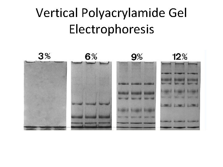 Vertical Polyacrylamide Gel Electrophoresis 