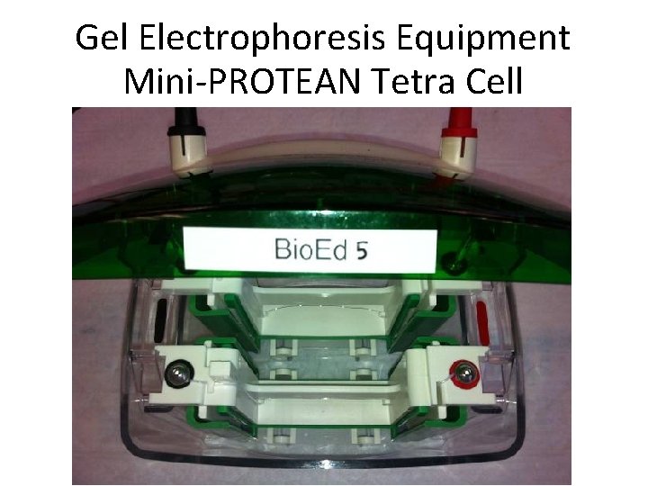 Gel Electrophoresis Equipment Mini-PROTEAN Tetra Cell 
