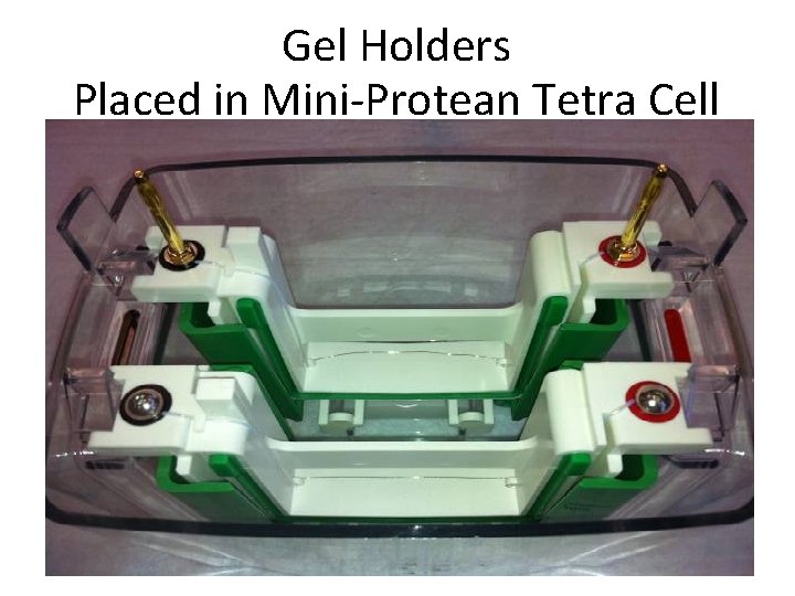 Gel Holders Placed in Mini-Protean Tetra Cell 