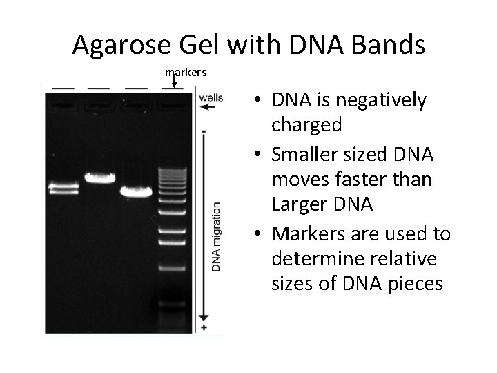 Agarose Gel with DNA Bands markers • DNA is negatively charged • Smaller sized