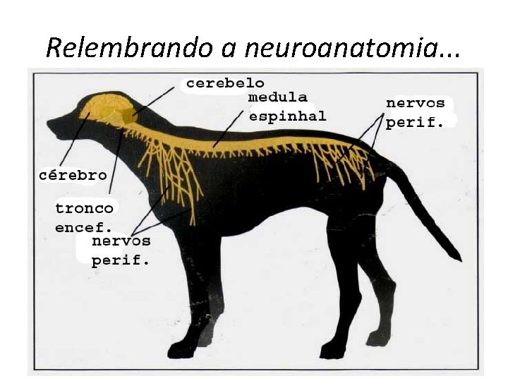 Relembrando a neuroanatomia. . . 