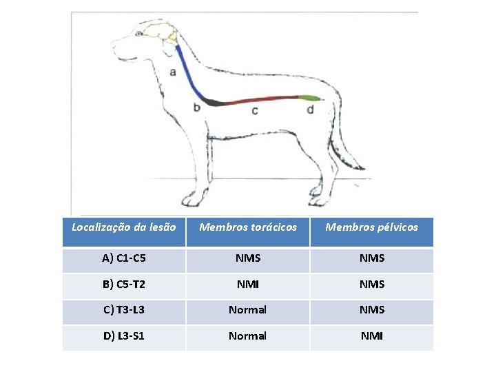 Localização da lesão Membros torácicos Membros pélvicos A) C 1 -C 5 NMS B)