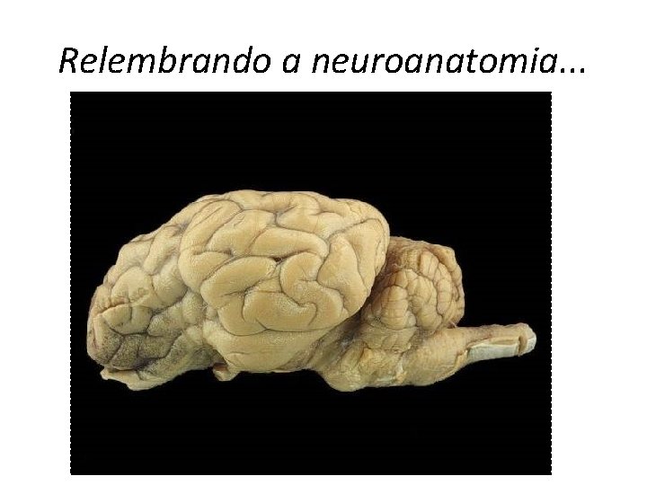 Relembrando a neuroanatomia. . . 