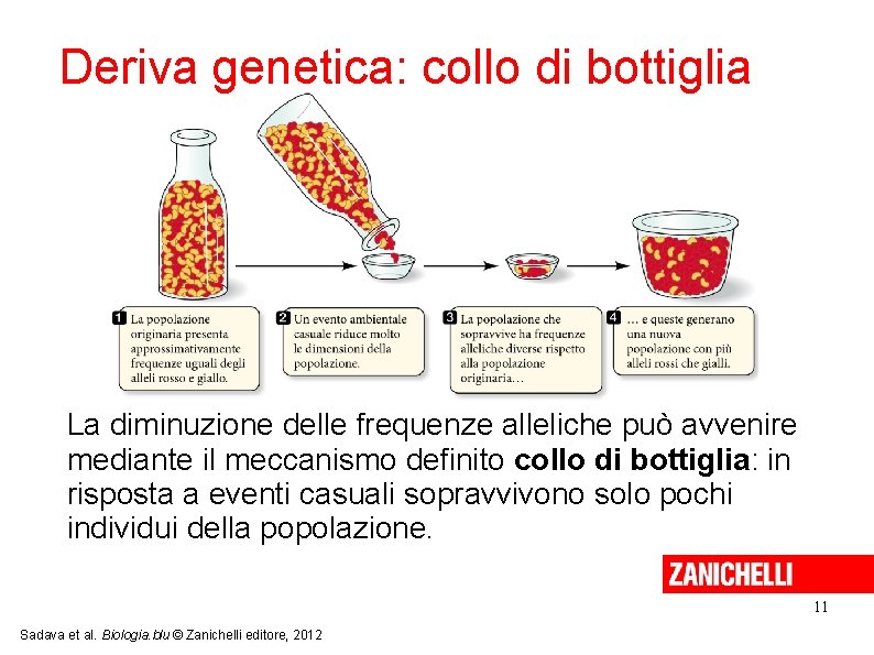 Deriva genetica: collo di bottiglia La diminuzione delle frequenze alleliche può avvenire mediante il