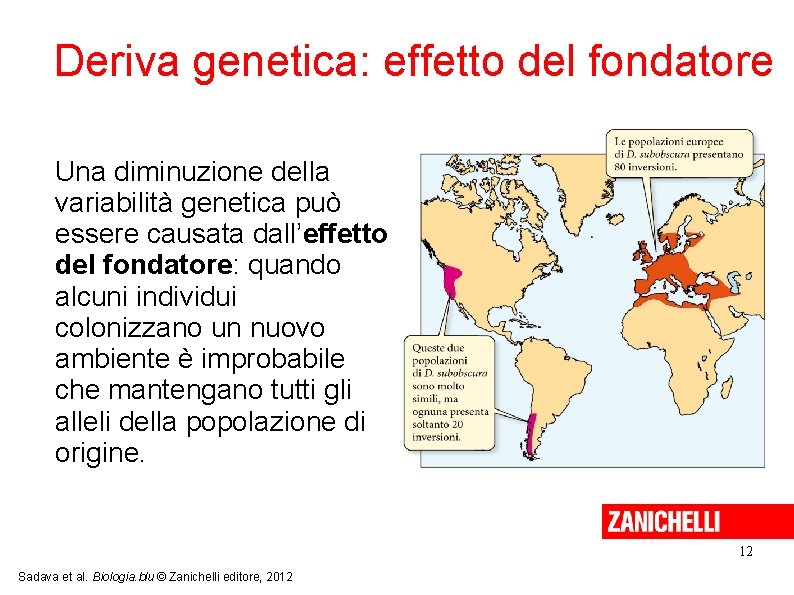 Deriva genetica: effetto del fondatore Una diminuzione della variabilità genetica può essere causata dall’effetto