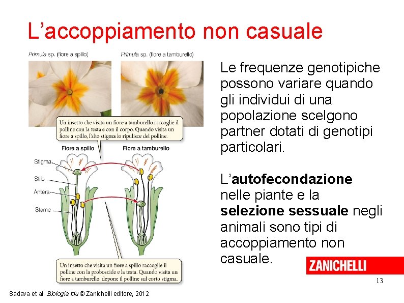 L’accoppiamento non casuale Le frequenze genotipiche possono variare quando gli individui di una popolazione