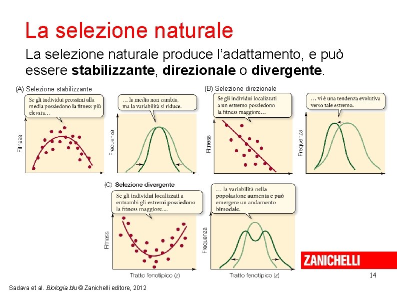 La selezione naturale produce l’adattamento, e può essere stabilizzante, direzionale o divergente. (A) Selezione