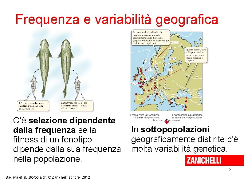 Frequenza e variabilità geografica C’è selezione dipendente dalla frequenza se la fitness di un