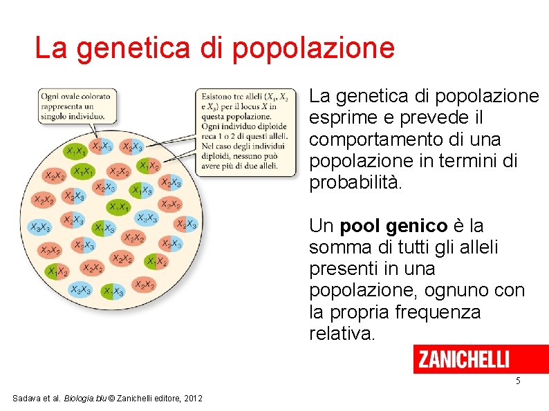 La genetica di popolazione esprime e prevede il comportamento di una popolazione in termini