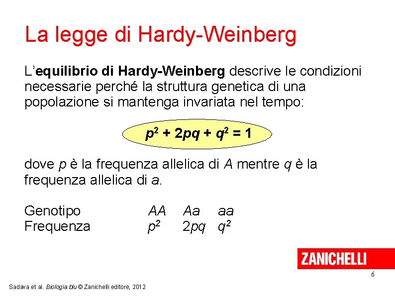 La legge di Hardy-Weinberg L’equilibrio di Hardy-Weinberg descrive le condizioni necessarie perché la struttura