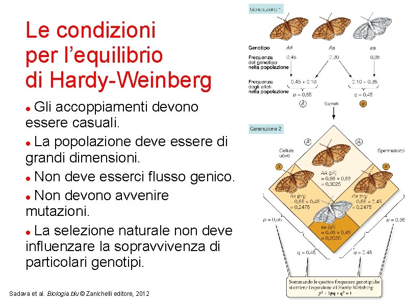 Le condizioni per l’equilibrio di Hardy-Weinberg Gli accoppiamenti devono essere casuali. La popolazione deve
