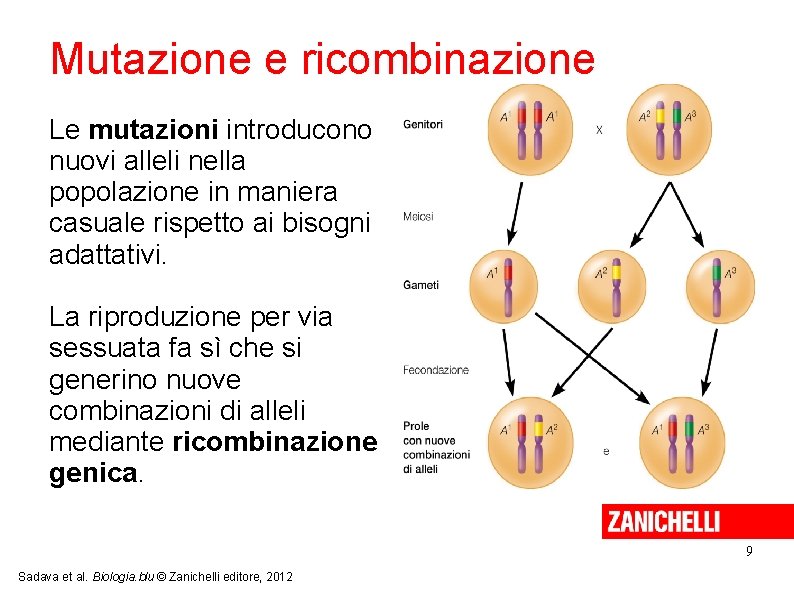 Mutazione e ricombinazione Le mutazioni introducono nuovi alleli nella popolazione in maniera casuale rispetto