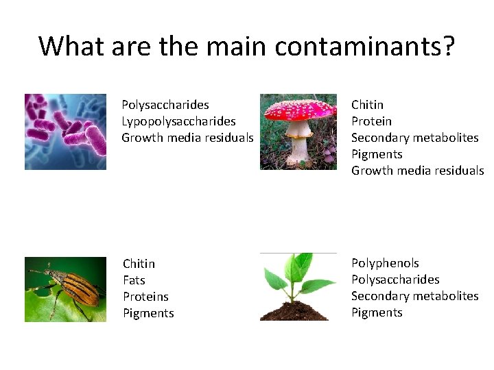 What are the main contaminants? Polysaccharides Lypopolysaccharides Growth media residuals Chitin Protein Secondary metabolites