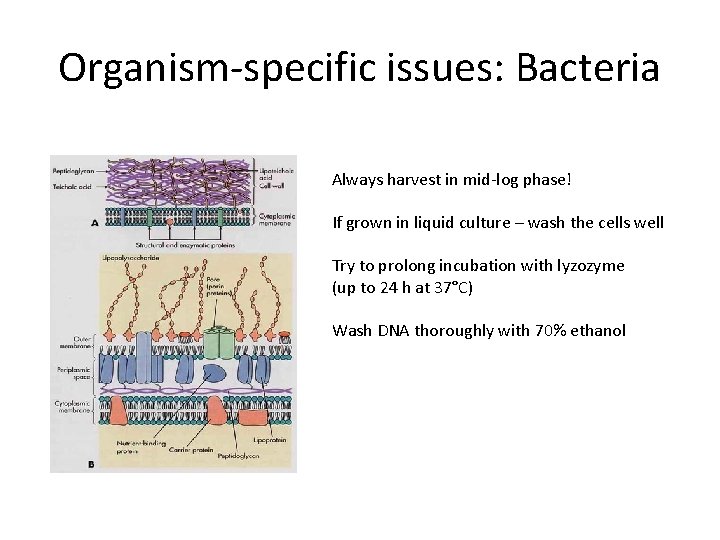 Organism-specific issues: Bacteria Always harvest in mid-log phase! If grown in liquid culture –