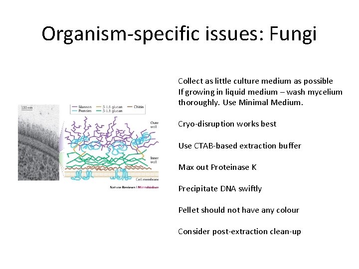 Organism-specific issues: Fungi Collect as little culture medium as possible If growing in liquid