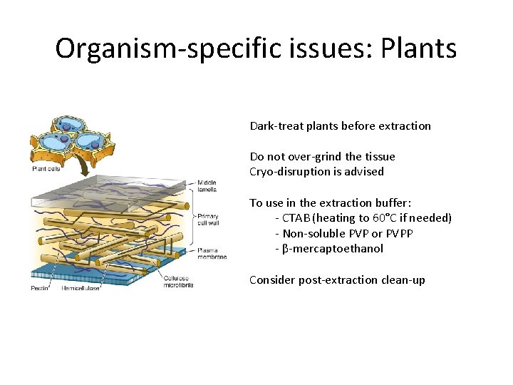Organism-specific issues: Plants Dark-treat plants before extraction Do not over-grind the tissue Cryo-disruption is