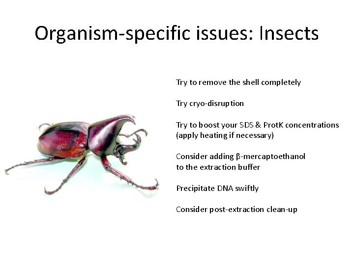 Organism-specific issues: Insects Try to remove the shell completely Try cryo-disruption Try to boost