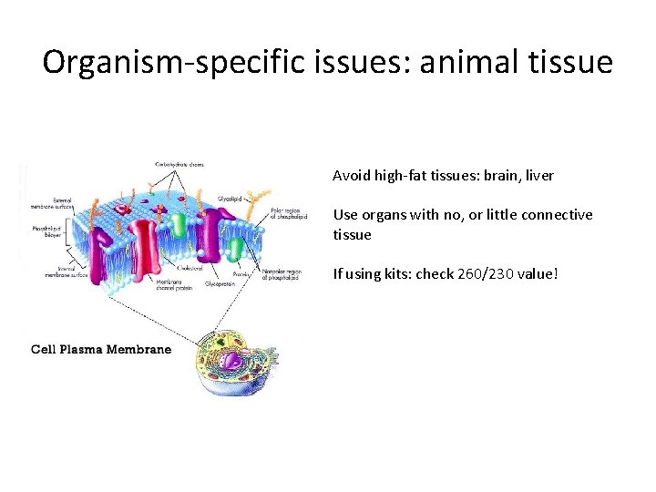 Organism-specific issues: animal tissue Avoid high-fat tissues: brain, liver Use organs with no, or