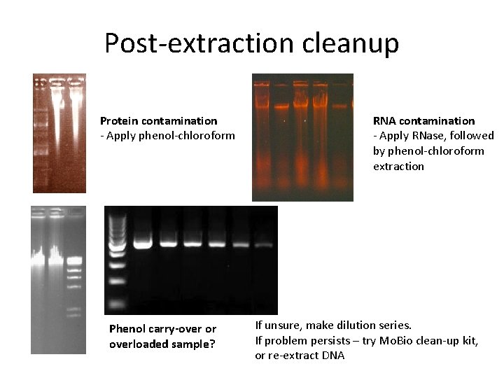 Post-extraction cleanup Protein contamination - Apply phenol-chloroform Phenol carry-over or overloaded sample? RNA contamination
