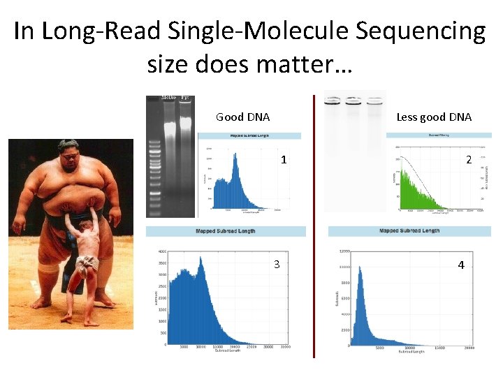 In Long-Read Single-Molecule Sequencing size does matter… Good DNA Less good DNA 1 3