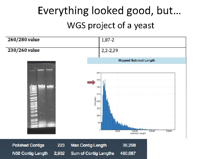 Everything looked good, but… WGS project of a yeast 