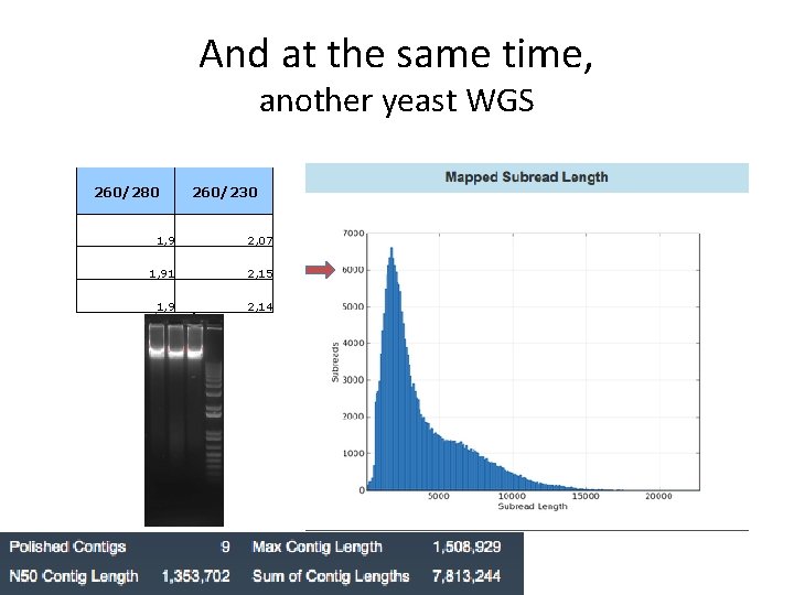 And at the same time, another yeast WGS 260/280 260/230 1, 9 2, 07