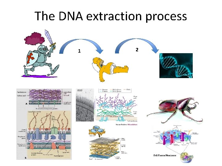 The DNA extraction process 1 2 