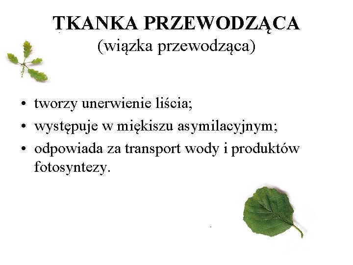 TKANKA PRZEWODZĄCA (wiązka przewodząca) • tworzy unerwienie liścia; • występuje w miękiszu asymilacyjnym; •