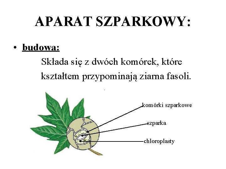 APARAT SZPARKOWY: • budowa: Składa się z dwóch komórek, które kształtem przypominają ziarna fasoli. APARAT SZPARKOWY: • budowa: Składa się z dwóch komórek, które kształtem przypominają ziarna fasoli.