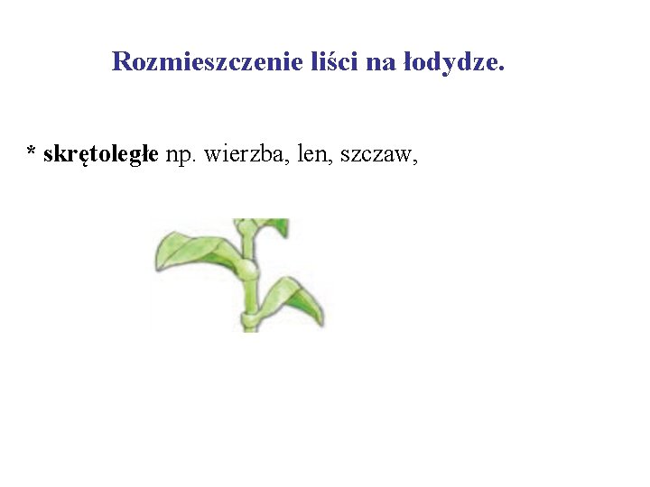  Rozmieszczenie liści na łodydze. * skrętoległe np. wierzba, len, szczaw, 