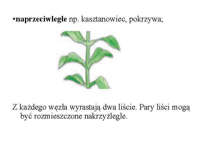  • naprzeciwległe np. kasztanowiec, pokrzywa; Z każdego węzła wyrastają dwa liście. Pary liści