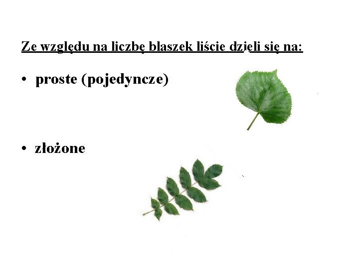 Ze względu na liczbę blaszek liście dzieli się na: • proste (pojedyncze) • złożone Ze względu na liczbę blaszek liście dzieli się na: • proste (pojedyncze) • złożone