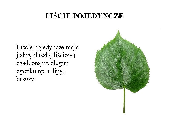 LIŚCIE POJEDYNCZE Liście pojedyncze mają jedną blaszkę liściową osadzoną na długim ogonku np. u LIŚCIE POJEDYNCZE Liście pojedyncze mają jedną blaszkę liściową osadzoną na długim ogonku np. u